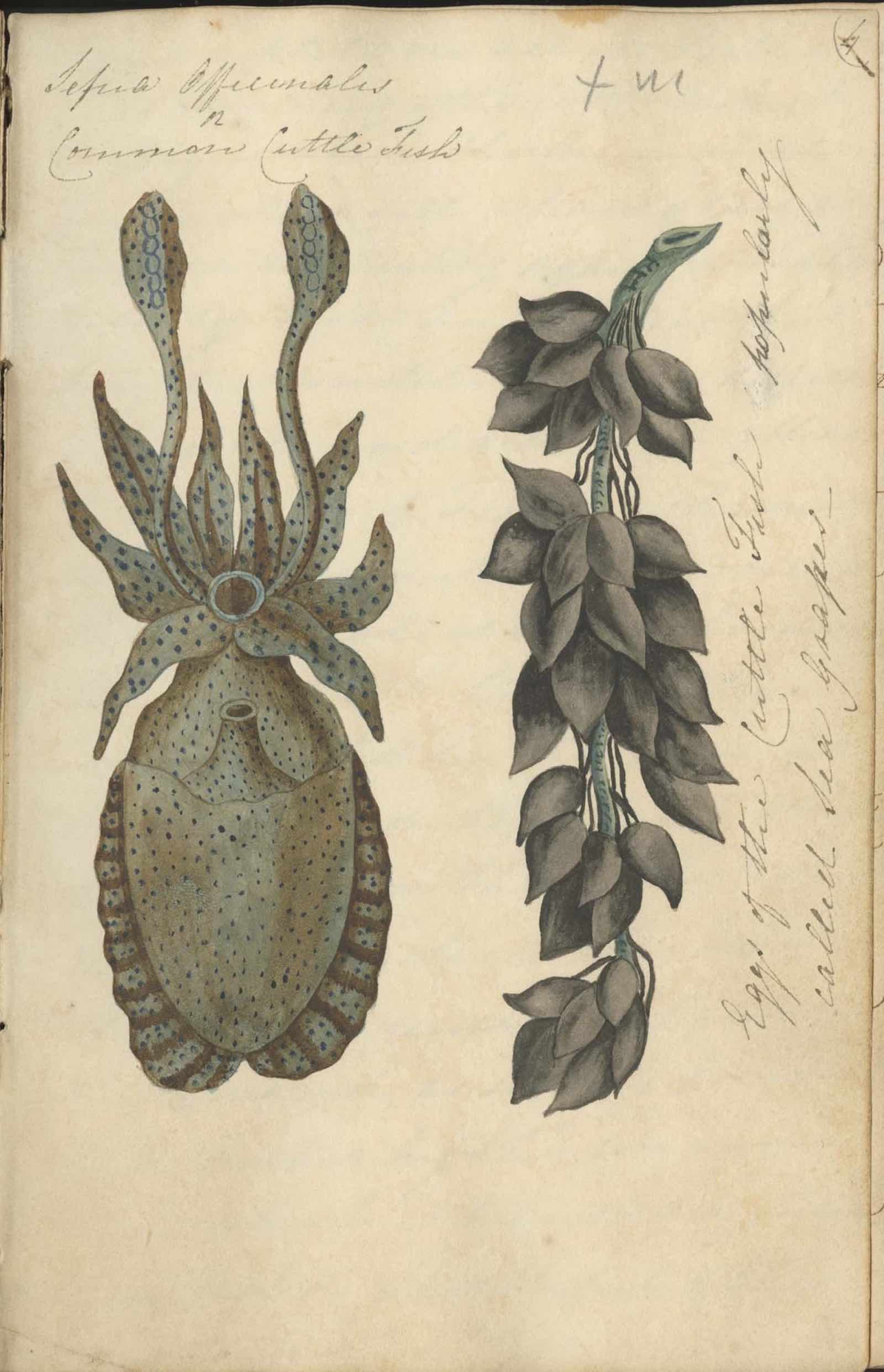Watercolour of a cuttlefish by Mary Morland c. 1817, from her notebook of specimens.