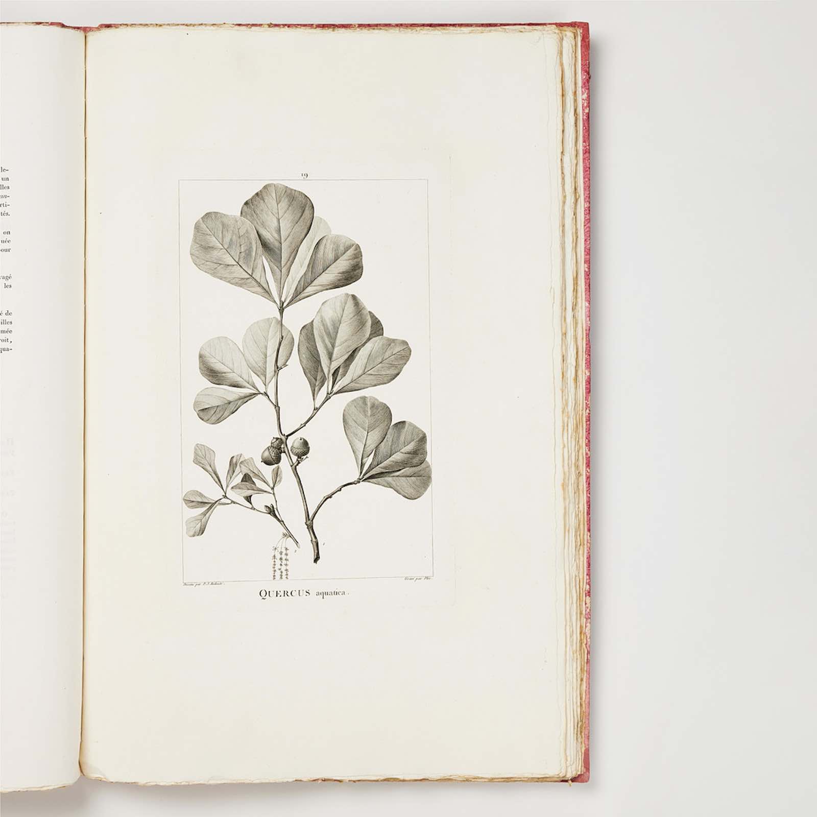 Monograph on American Oaks, Michaux. 1801