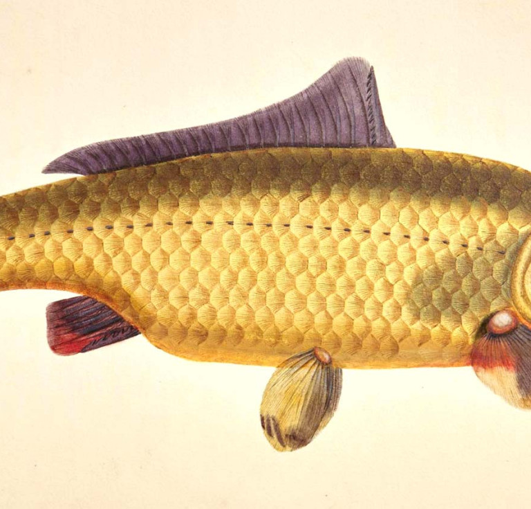 Fish illustration by Sarah Bowdich